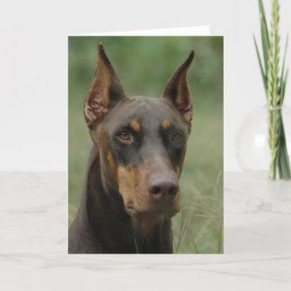 Beautiful Doberman Card
