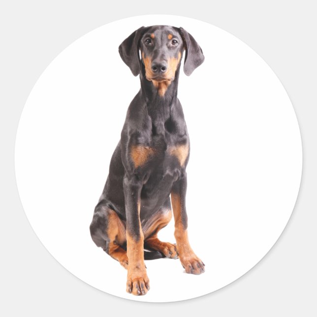 beautiful doberman pinscher classic round sticker (Front)