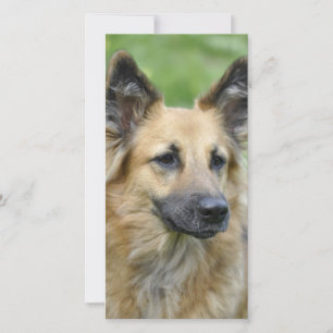Beautiful Dog