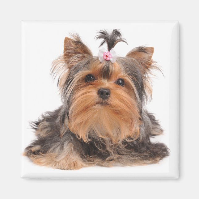Beautiful dog magnet (Front)