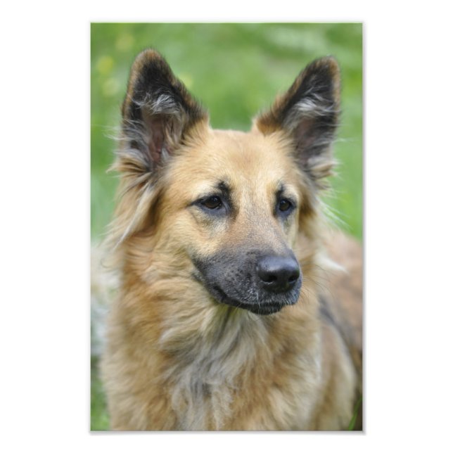 Beautiful Dog Photo Print (Front)
