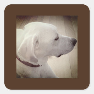 Beautiful Dog Profile Photo Square Sticker