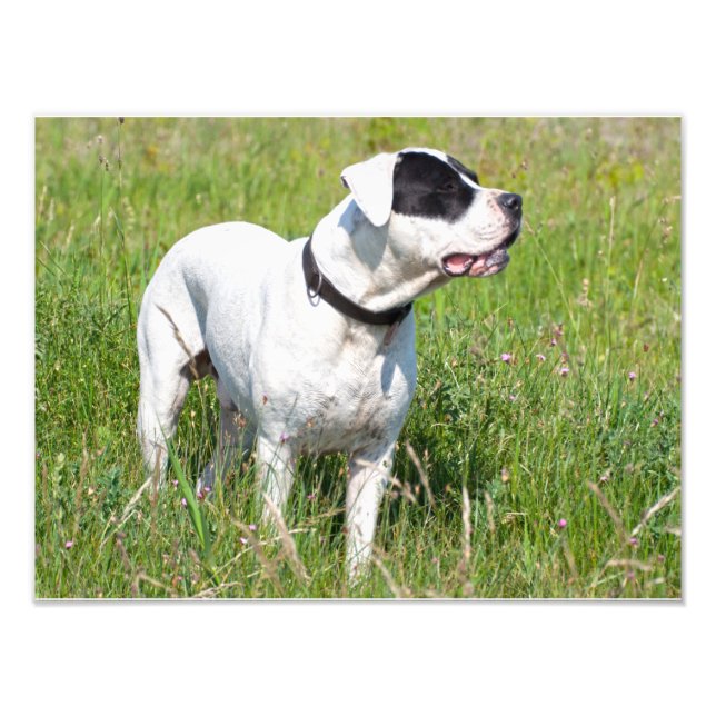 Beautiful Dogo Argentino Photo Print (Front)