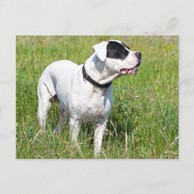 Beautiful Dogo Argentino Postcard (Front)