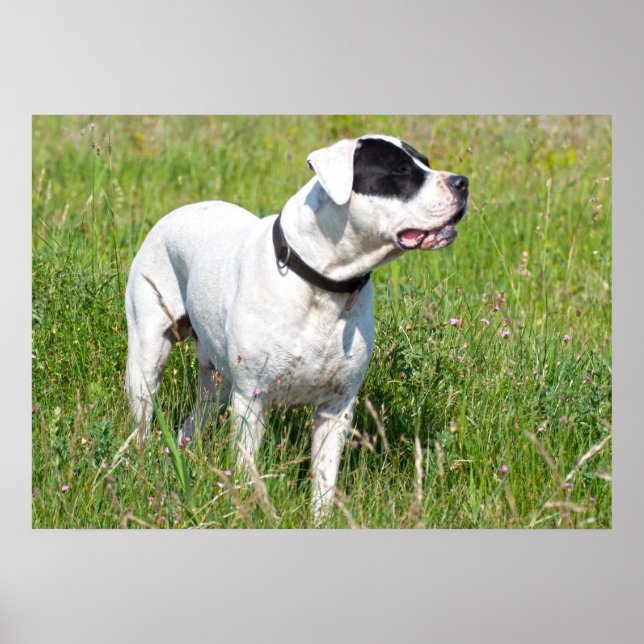Beautiful Dogo Argentino Poster (Front)