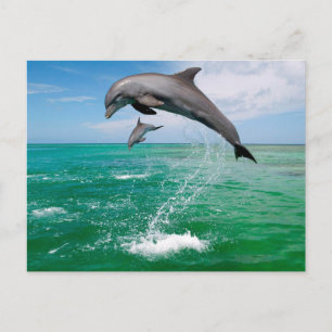 Beautiful Dolphins Postcard