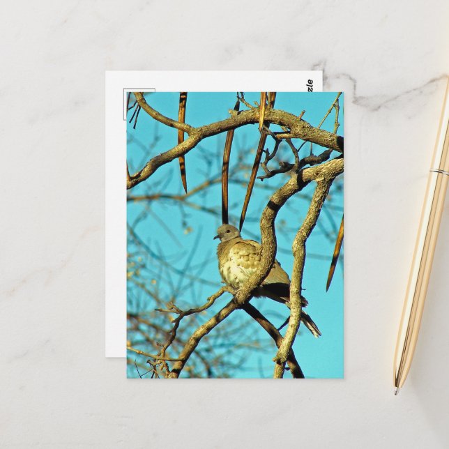 Beautiful Dove in a Tree Postcard (Front/Back In Situ)