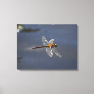 Beautiful Dragonfly Close-Up Over Water Canvas Print