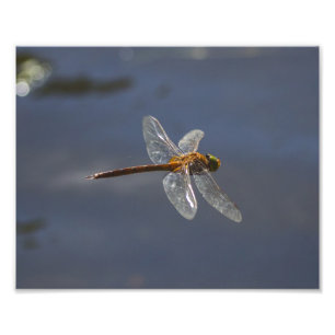 Beautiful Dragonfly Close-Up Over Water Photo Print
