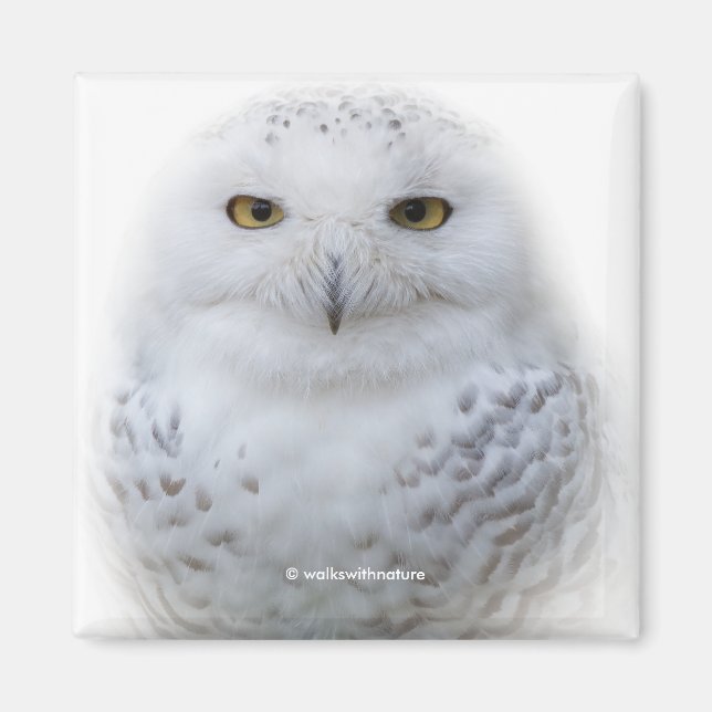 Beautiful, Dreamy and Serene Snowy Owl Magnet (Front)