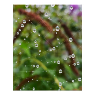 Beautiful drops on spiderweb threads poster