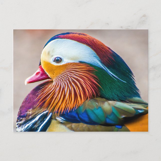 Beautiful Duck  Portrait Postcard (Front)