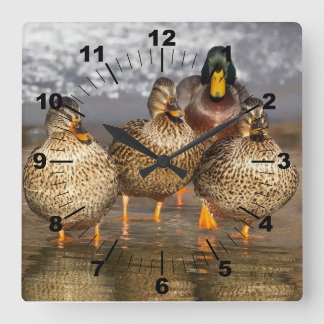 Beautiful ducks photo square wall clock (Front)