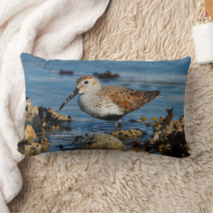 Beautiful Dunlin Sandpiper at the Spring Beach Lumbar Cushion