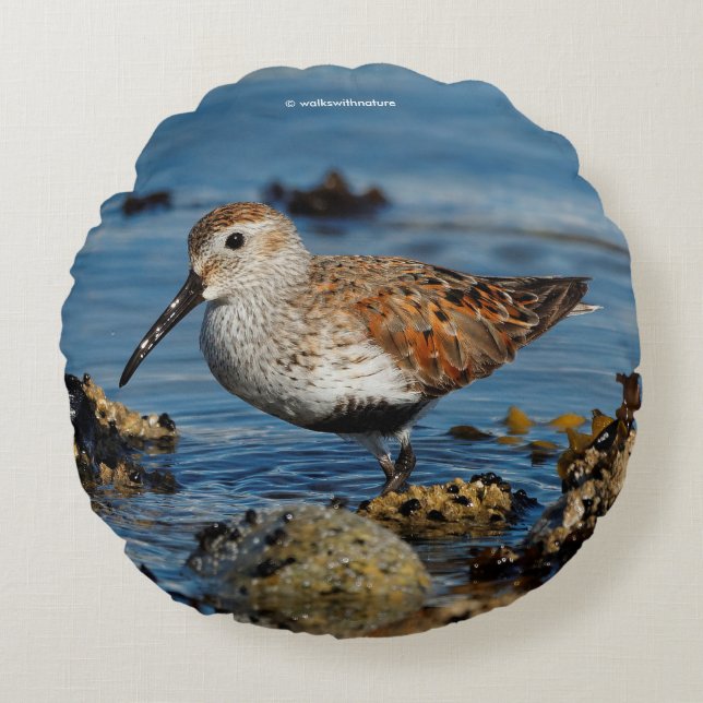 Beautiful Dunlin Sandpiper at the Spring Beach Round Cushion (Front)