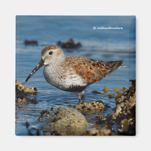 Beautiful Dunlin Shorebird at the Beach Magnet