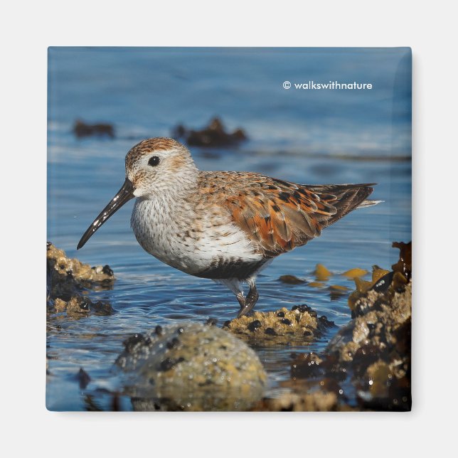 Beautiful Dunlin Shorebird at the Beach Magnet (Front)