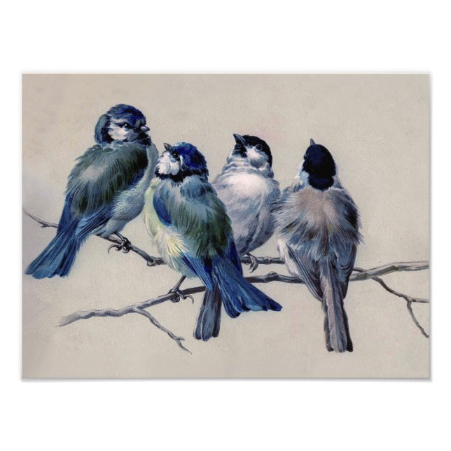 Beautiful Dusty Blue Grey Birds on a Branch Photo Print (Front)