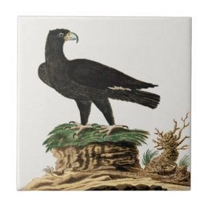 Beautiful Eagle Birds Vintage Painting Tile