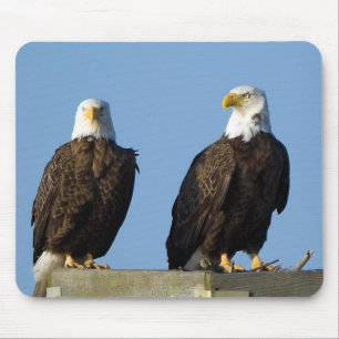 Beautiful Eagles Mouse Pad