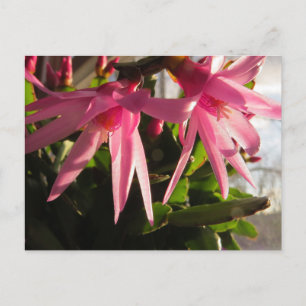 Beautiful Easter Cactus Flowers Holiday Postcard