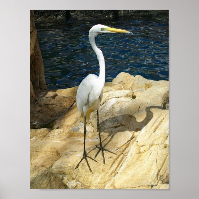Beautiful Egreat Bird Photograph Poster (Front)