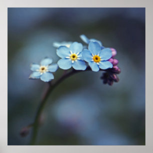 Beautiful Elegant Blue Forget-me-not Flowers Poster