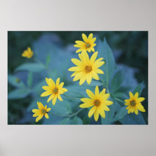 Beautiful Elegant Daisy Sunchoke Yellow Flowers Poster