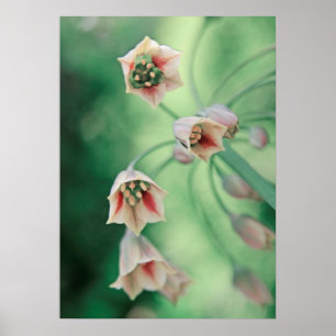 Beautiful Elegant Honey Garlic Flowers Poster