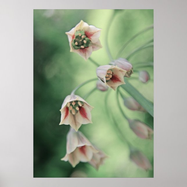 Beautiful Elegant Honey Garlic Flowers Poster (Front)