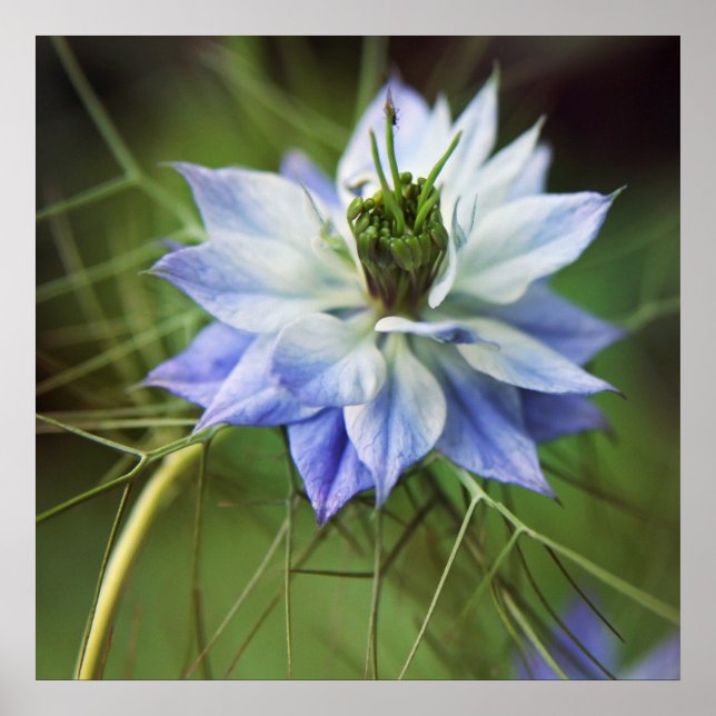 Beautiful Elegant Nigella Flower Poster (Front)