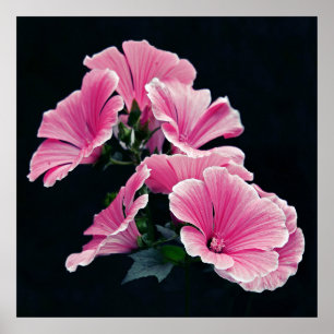 Beautiful Elegant Pink Mallow Roses Flowers Poster