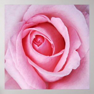 Beautiful Elegant Pink Rose Flower Macro Poster