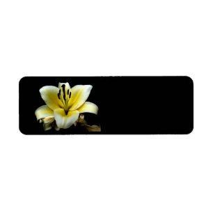 Beautiful Elegant Yellow on Black Flower