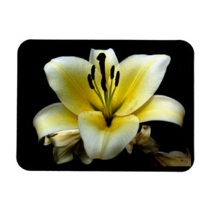 Beautiful Elegant Yellow on Black Flower Magnet