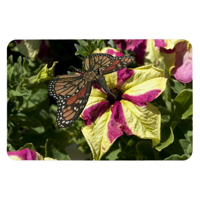 Beautiful Elephant Butterfly Magnet (Horizontal)