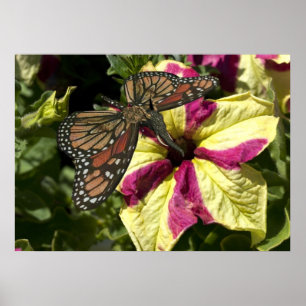 Beautiful Elephant Butterfly Poster