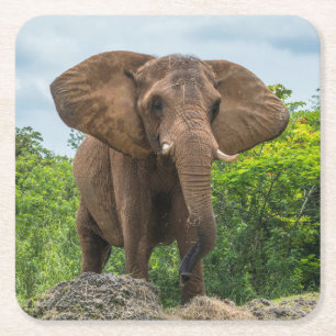 Beautiful Elephant Playing in the Grass Square Paper Coaster