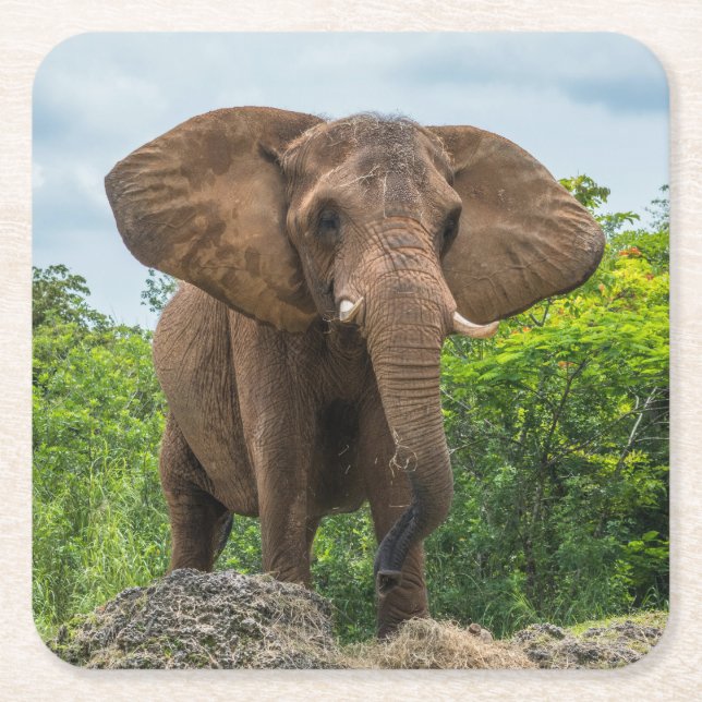 Beautiful Elephant Playing in the Grass Square Paper Coaster (Front)