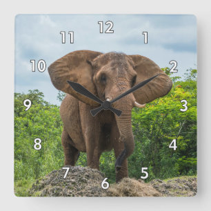 Beautiful Elephant Playing in the Grass Square Wall Clock