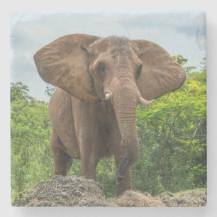 Beautiful Elephant Playing in the Grass Stone Coaster