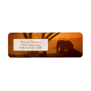 Beautiful Elephant Silhouette during Sunset