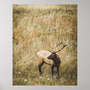 BEAUTIFUL ELK DEER POSTER
