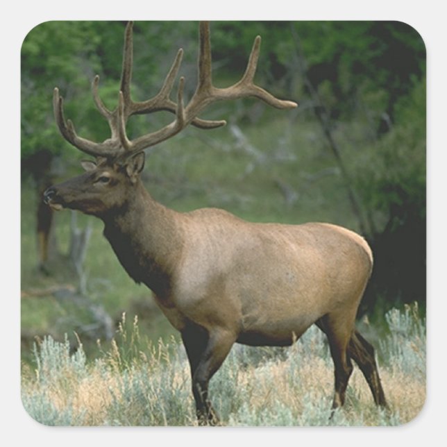 Beautiful Elk Square Sticker (Front)
