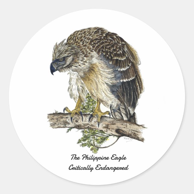  Beautiful Endangered Philippine Eagle Artwork Classic Round Sticker (Front)