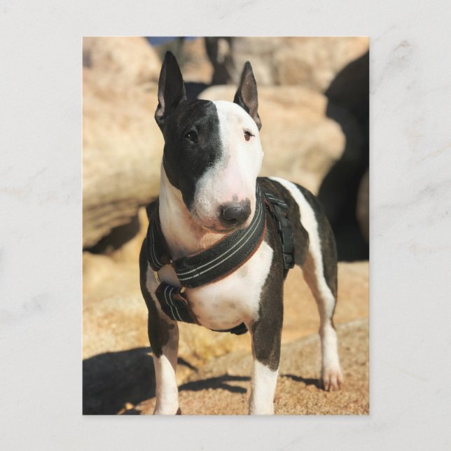 Beautiful English Bull Terrier Photo Card (Front)