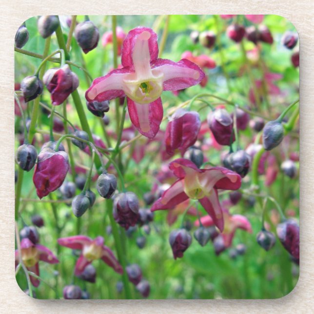 Beautiful Epimedium Flowers and Buds Spring Photo Coaster (Front)