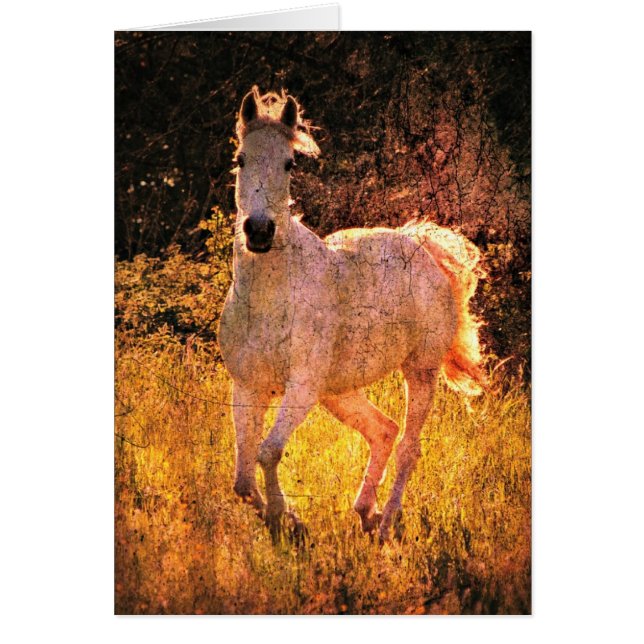 Beautiful Equine (Front)