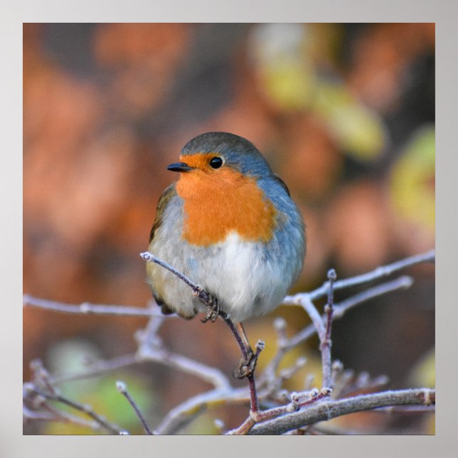 Beautiful European Robin  Poster (Front)