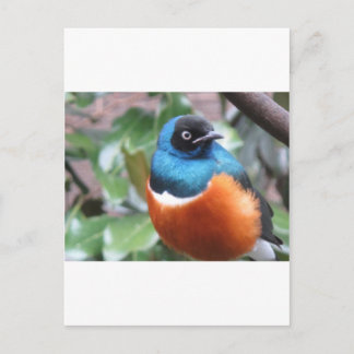 Beautiful Exotic Bird Perched Postcard